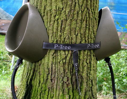 [P-tree2[2].jpg]