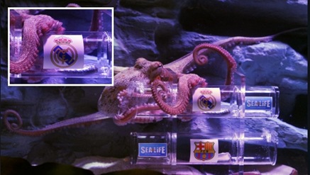 Pulpo Iker predice ganara Real Madrid