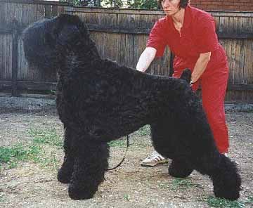 Training Black Russian Terrier Puppies