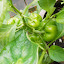 Green Pepper