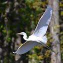 Great Egret