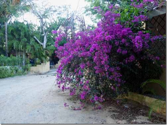 tropische-planten