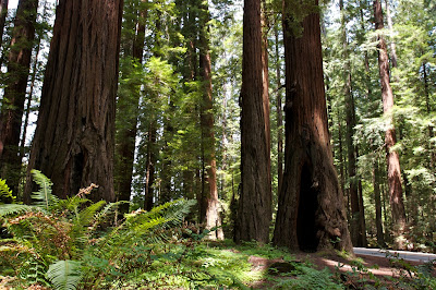 Avenue of the Giants