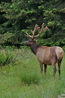 Roosevelt Elk