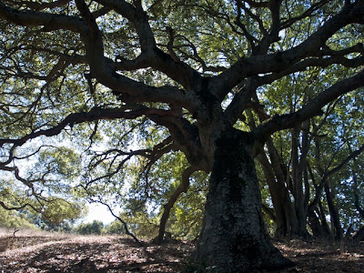 Heritage Oak