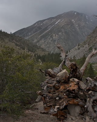 fallen foxtail pine