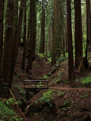 Henry Cowell Redwoods