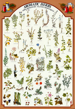 Weight Loss Herbs Weight Loss Herbs