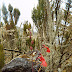Tanzania 263 - Kilimanjaro.jpg, Tanzania 263 - Kilimanjaro, Tanzania