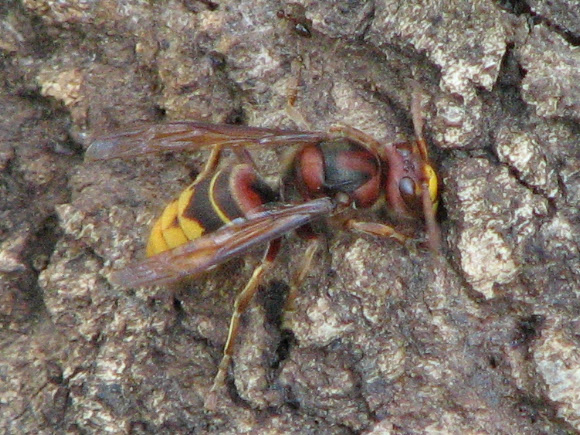 Spotting Image 1