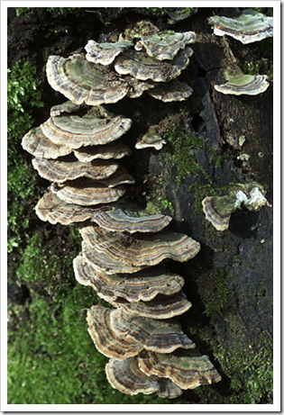 La lista di vernici da funghi