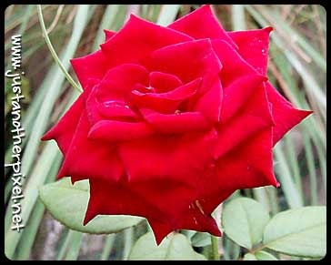 [rose13.jpg]