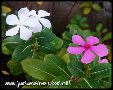 [flower13.jpg]