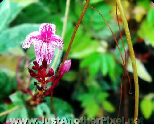Another pretty flower I found at our new garden - JustAnotherPixel.net