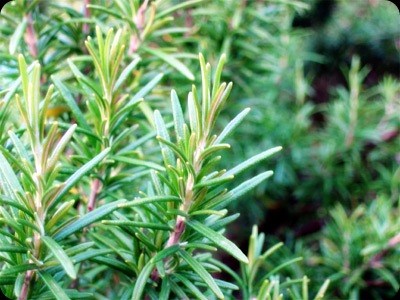 Rosemary - JustAnotherPixel.net