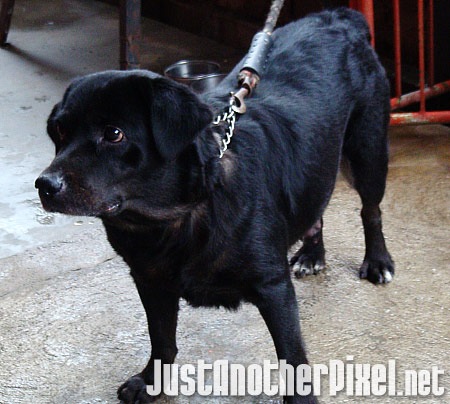 Stacie, the alpha dog! LOL - JustAnotherPixel.net