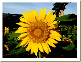 DSC00016 DSC00016
