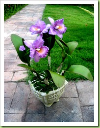 IMG_2482 IMG_2482