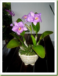 IMG_2477 IMG_2477