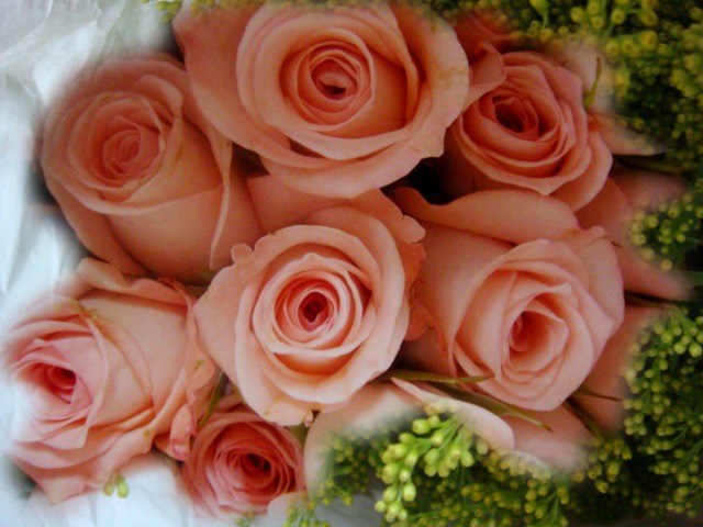 [pink roses[2].jpg]