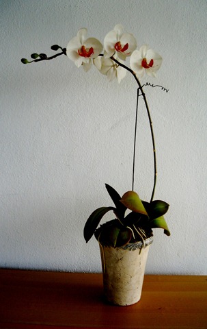 [IMG_1276 orchid blog[3].jpg]