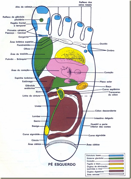 Reflexologia Mapa do Pé Esquerdo