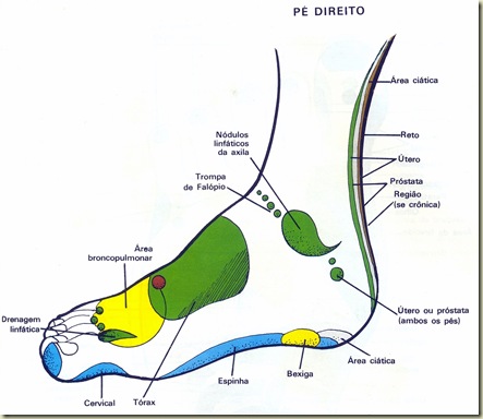 Reflexologia Mapa do Pé Direito Lateral