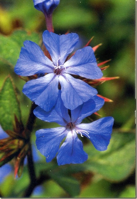 Florais de Bach Cerato Florais de Bach Cerato
