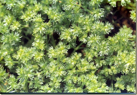 Florais de Bach Schlerantus Florais de Bach Schlerantus