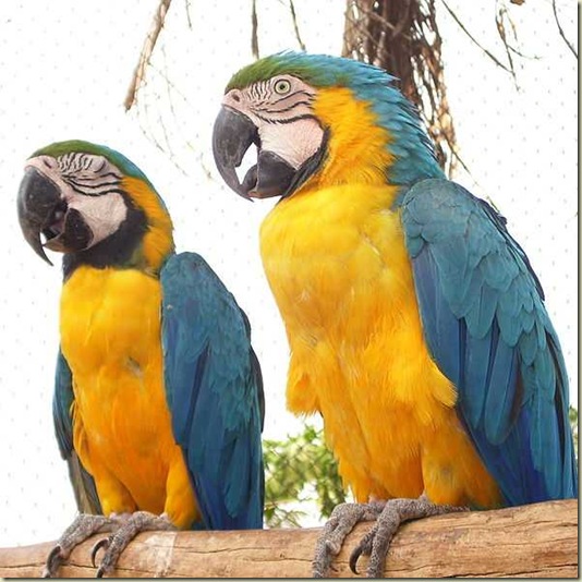 Animal que representa o Brasil 140 x140 Animal que representa o Brasil 140 x140