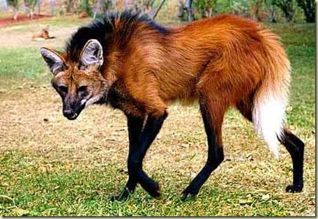 Lobo Guará Lobo Guará