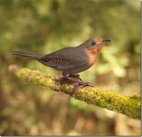 Uirapurú Uirapurú