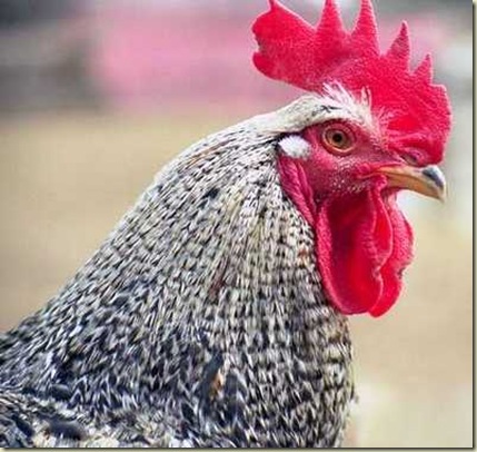 Galo Francês Galo Francês