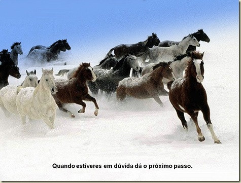 Cavalos 02 Cavalos 02