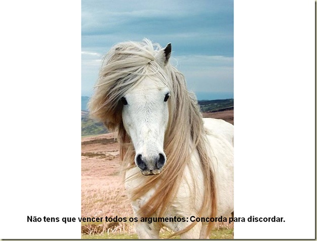 Cavalos 04 Cavalos 04