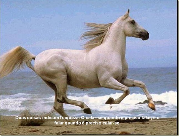 Cavalos 05 Cavalos 05