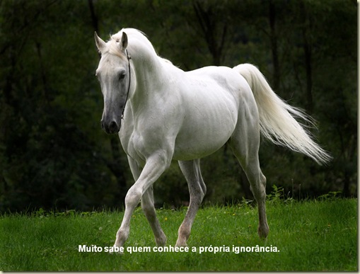 Cavalos 07 Cavalos 07