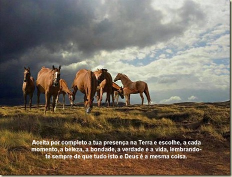 Cavalos 11 Cavalos 11