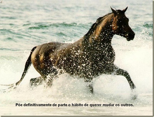 Cavalos 15 Cavalos 15