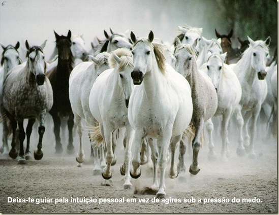 Cavalos 18 Cavalos 18