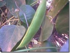 Reis Magos 10 fava de feijão Reis Magos 10 fava de feijão