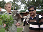 Koala
