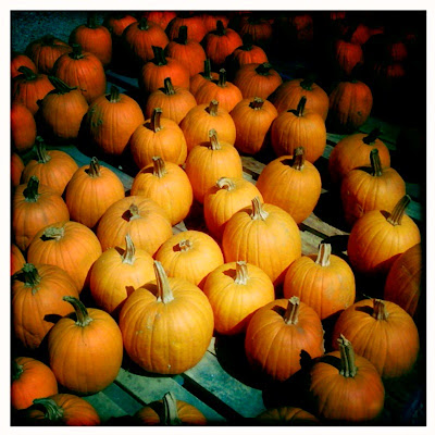 Pumpkin Clones
