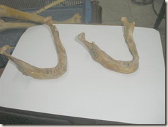 left male mandible with everted angle, heavier, more muscular markings, broader chin, opposite in right side mandible (female)