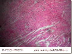 Cardiac Muscle2 histology slide