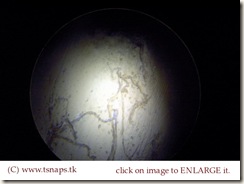 Compact bone histology slide