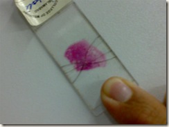 histology slide view (8)