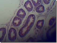 Stereo cilia under microscope