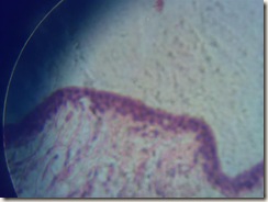 Stratified columnar epithelium under microscope