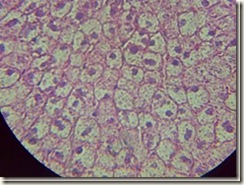Polygonal cells histology slide_thumb